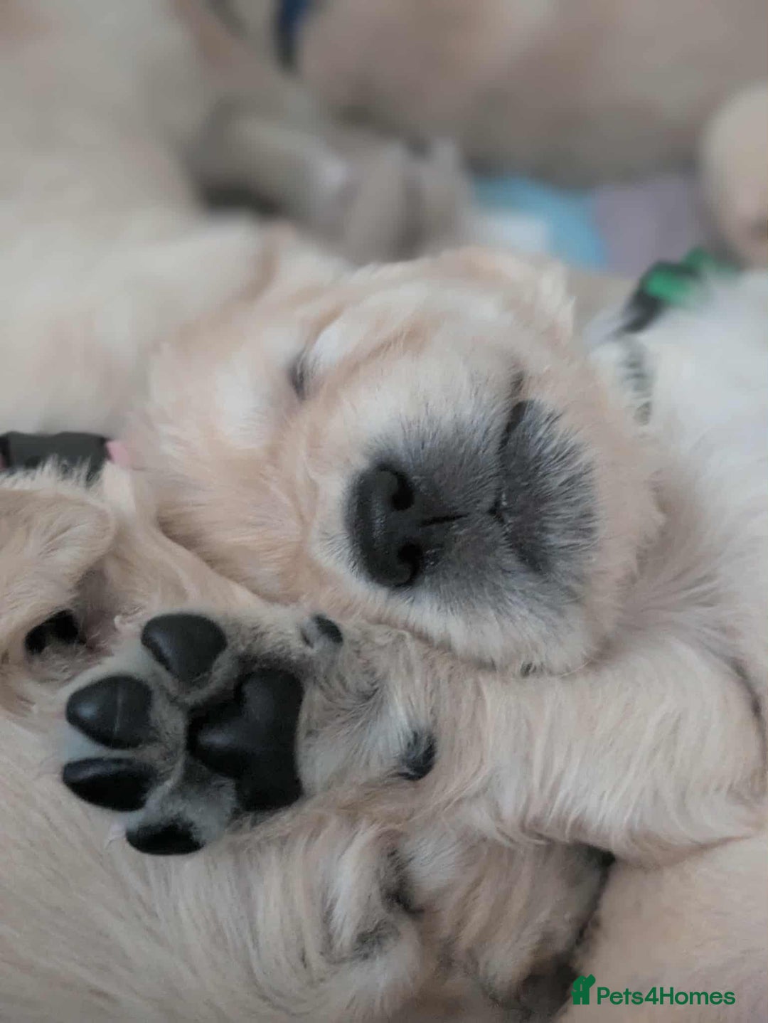 Golden Retriever dogs for sale: Beautiful Golden Retriever Puppies For Sale - Image 3