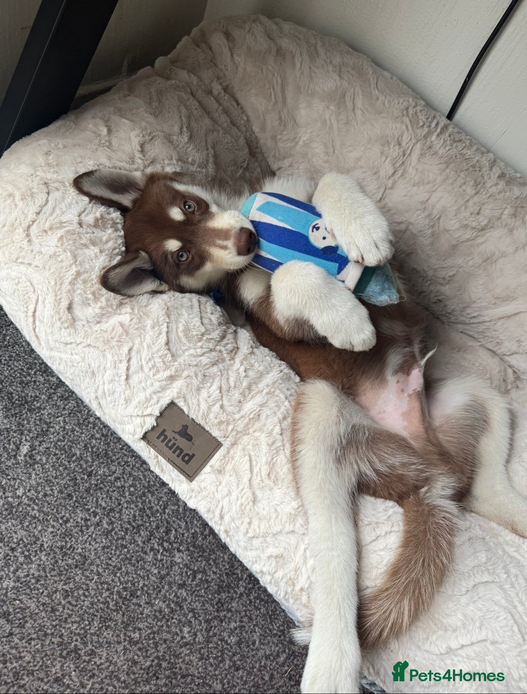 Siberian Husky dogs for sale: Brown Siberian Husky - Advert 1