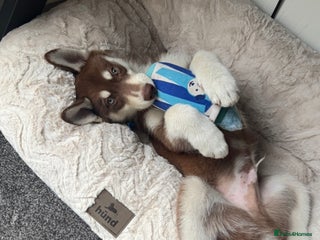 Siberian Husky dogs Brown Siberian Husky - Advert 15