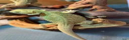Bearded Dragon reptiles for sale: Beautiful leatherback babies last 2 - Advert 1
