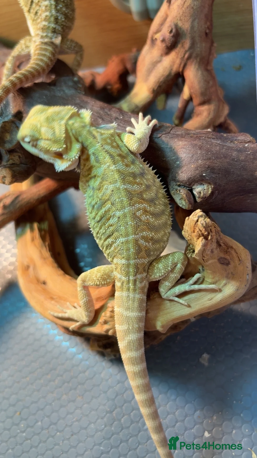 Bearded Dragon reptiles for sale: Beautiful leatherback babies last 2 - Advert 1