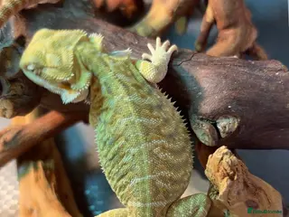 Bearded Dragon reptiles Beautiful leatherback babies last 2 - Advert 7