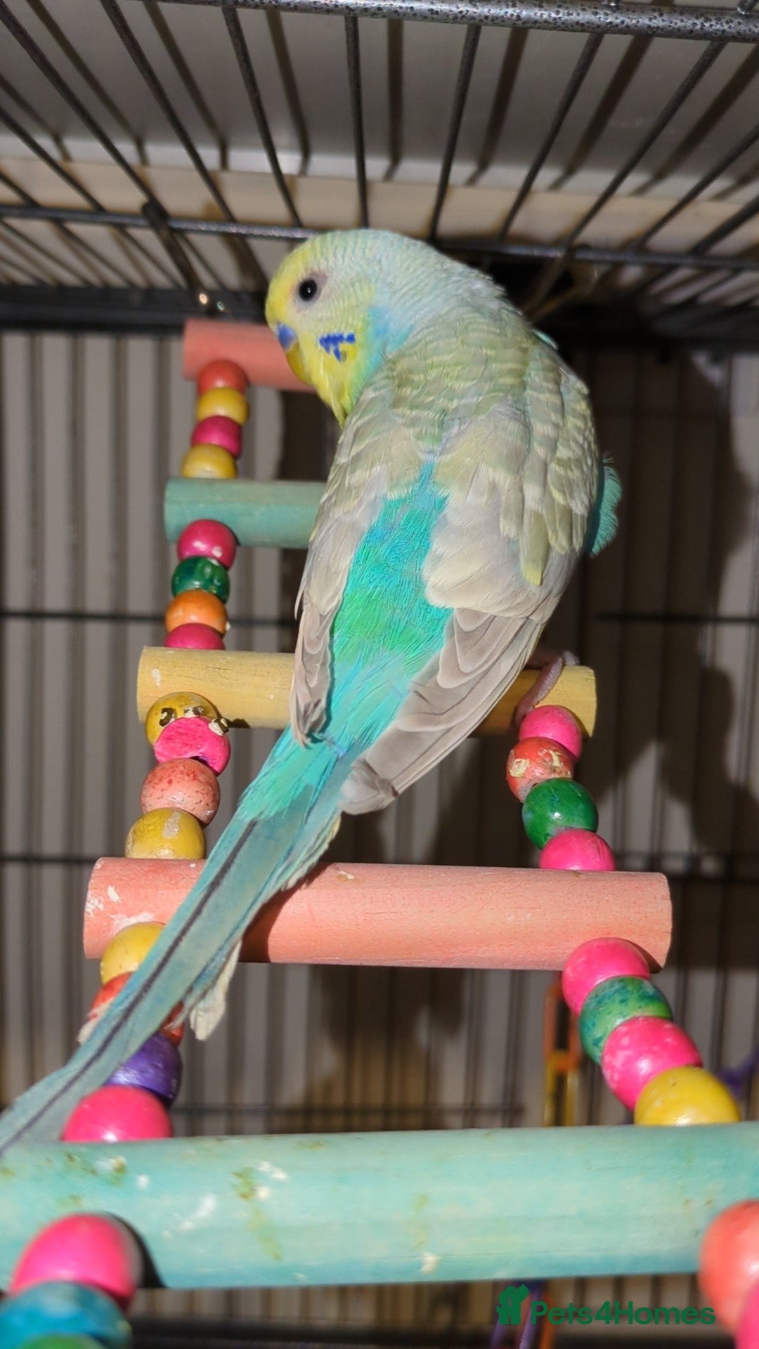 Budgerigars birds Budgies - Advert 2