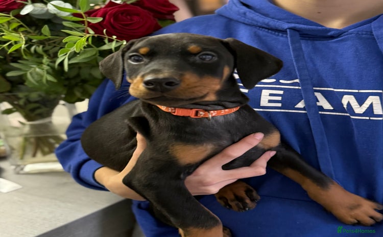 Dobermann dogs Dobermann pups - Advert 7