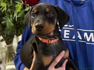 Dobermann dogs Dobermann pups - Advert 5