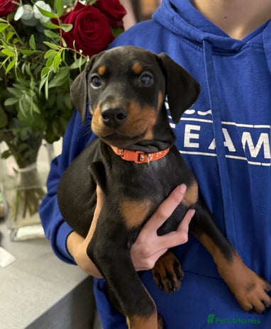 Dobermann dogs Dobermann pups - Advert 2