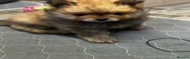 Pomeranian Puppy 2