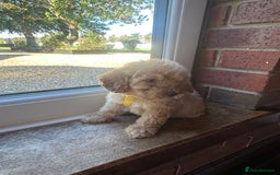 Cockapoo dogs for sale: 8 beautiful, stunning cockapoo  - Image 4