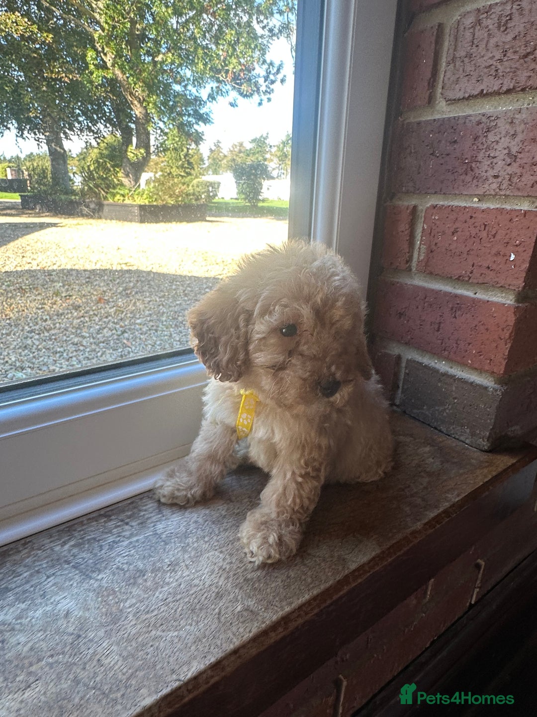 Cockapoo dogs for sale: 8 beautiful, stunning cockapoo  - Image 4