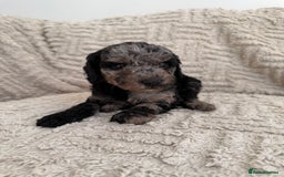 Cockapoo dogs for sale: Stunning F1B Merle Cockapoo Puppies!!!! - Image 10
