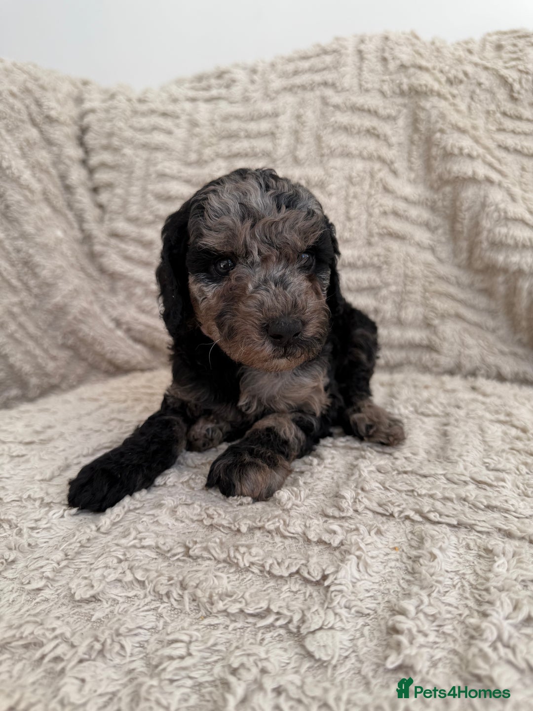 Cockapoo dogs for sale: Stunning F1B Merle Cockapoo Puppies!!!! - Image 10