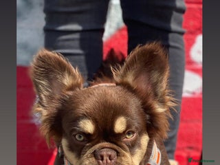 French Bulldog dogs in London - Advert 2