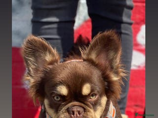 French Bulldog dogs Super Fluffy, Teddy Bear ! in London - Advert 9