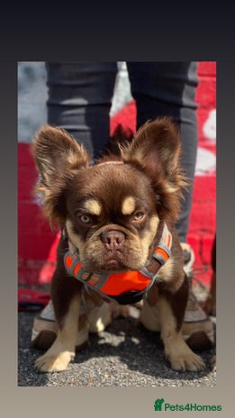 French Bulldog dogs in London - Advert 1