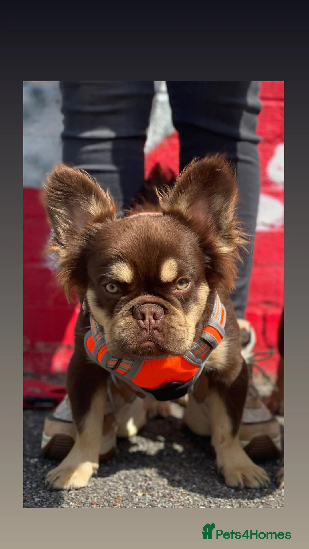 French Bulldog dogs for stud: Super Fluffy, Teddy Bear ! in London - Advert 1