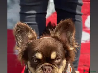 French Bulldog dogs Super Fluffy, Teddy Bear ! in London - Advert 2