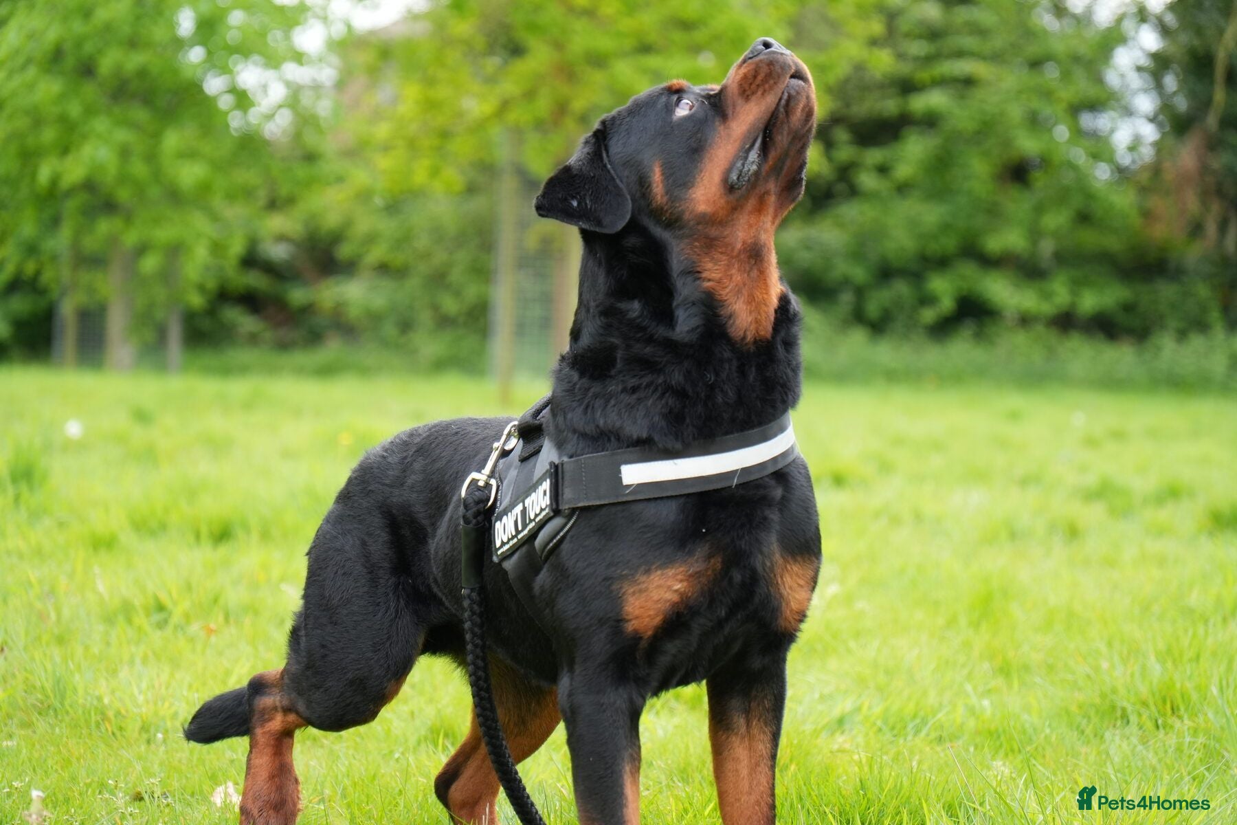 Rottweiler dogs PICASSO VOM WIESENTAL — Premium Rottweiler - Advert 1