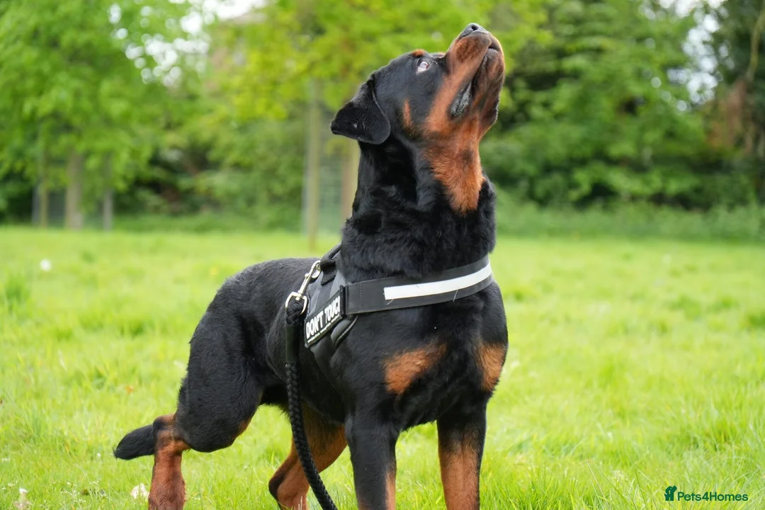Rottweiler dogs for stud: PICASSO VOM WIESENTAL — Premium Rottweiler - Advert 1