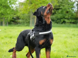Rottweiler dogs for stud: PICASSO VOM WIESENTAL — Premium Rottweiler - Advert 2