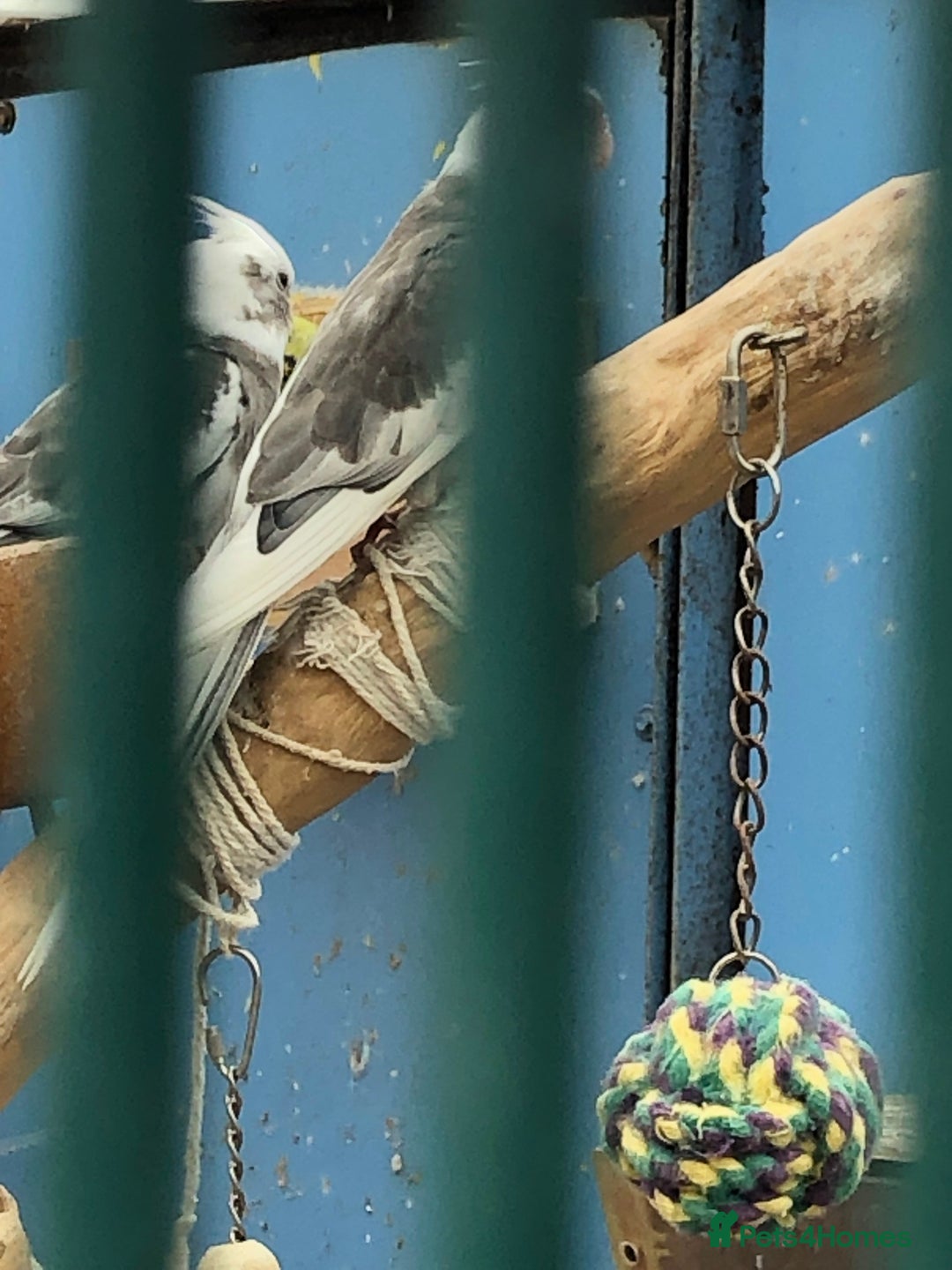 Cockatiels birds for sale: Cockatiels - Image 7