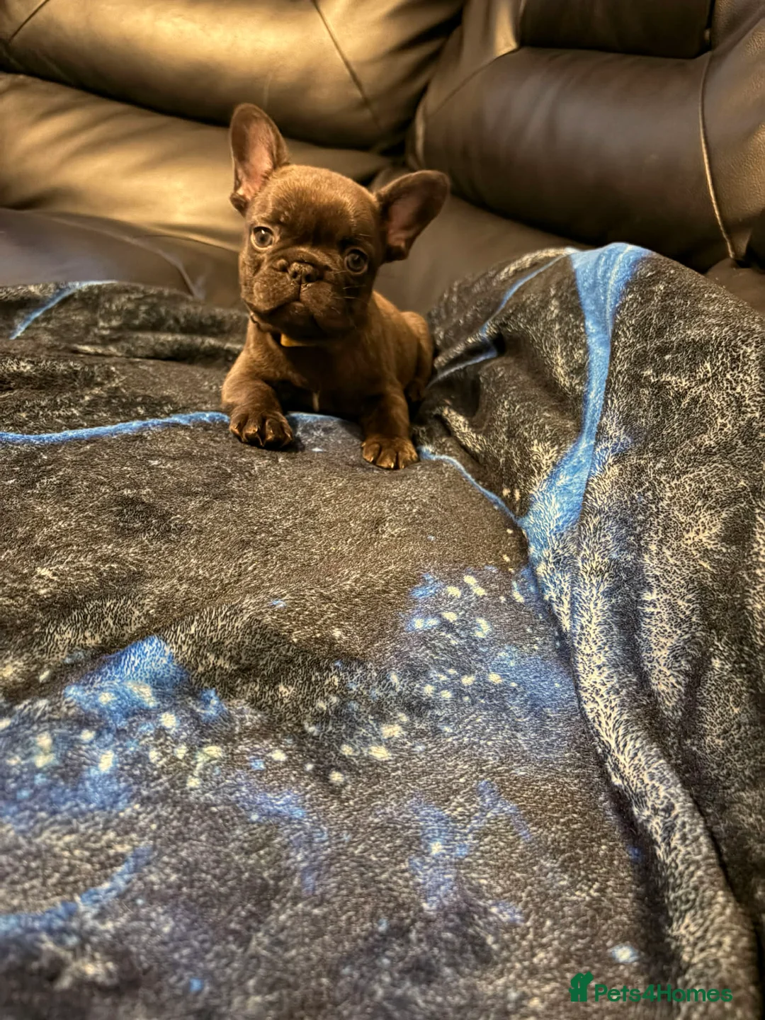 French Bulldog dogs for sale: Frenchie pups  - Advert 2