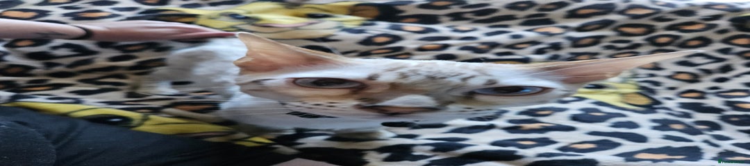 Bengal Kitten black collar