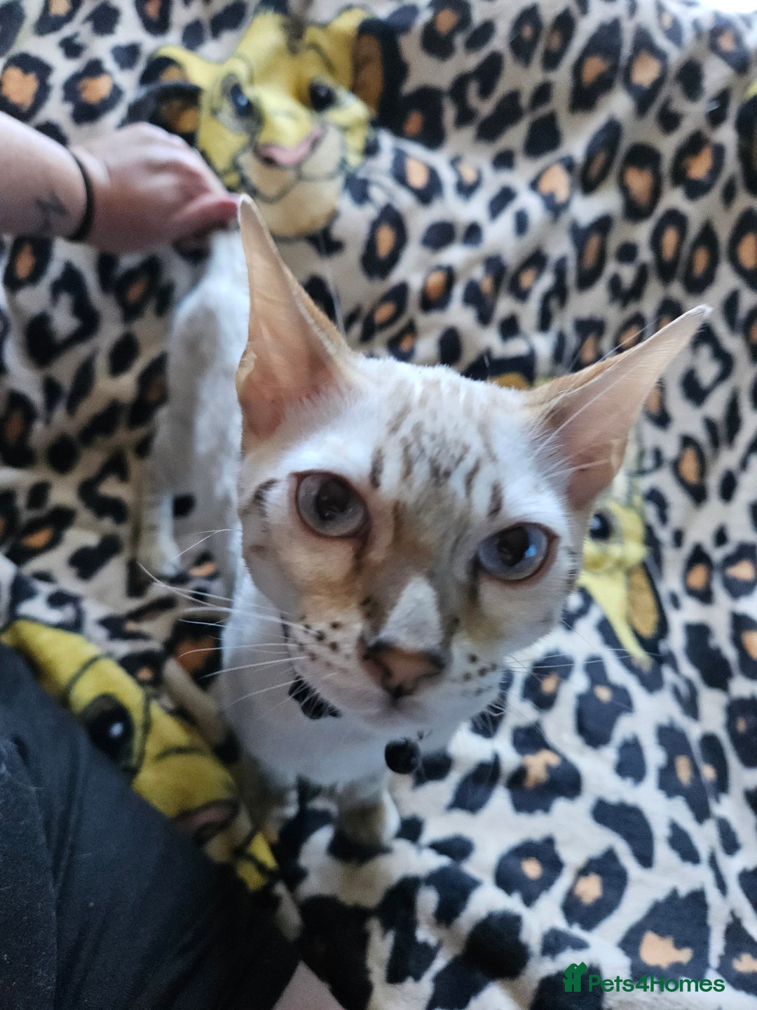 Bengal cats for sale: Snow bengal kittens for loving homes  - Image 32