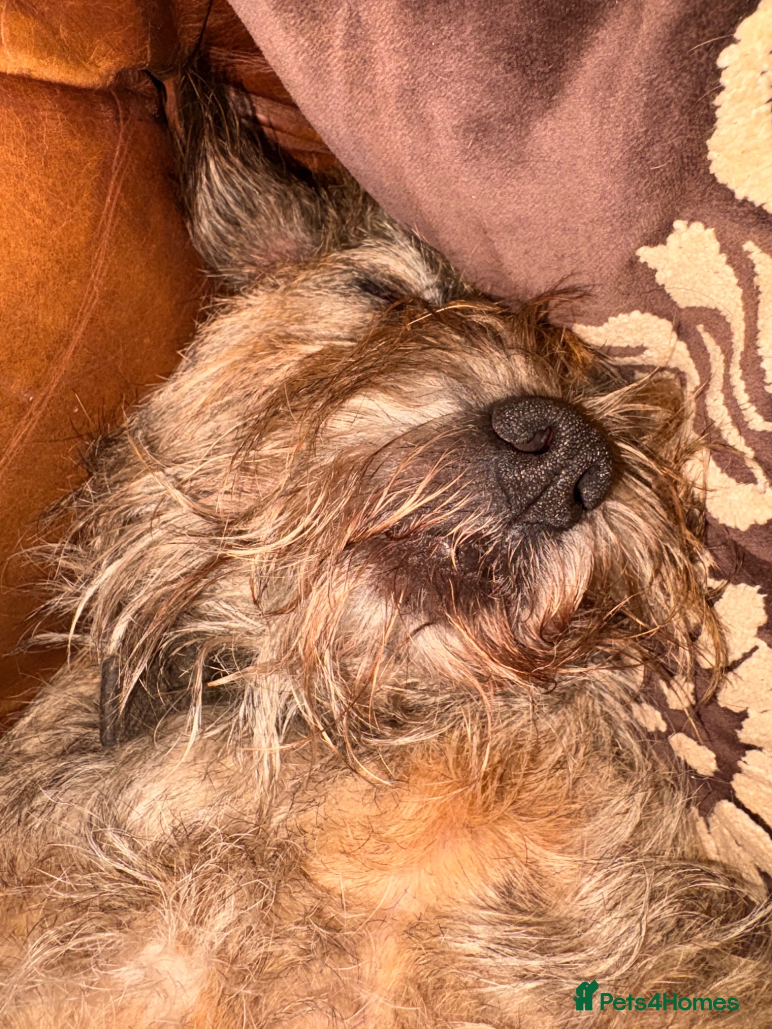 Border Terrier dogs for sale: 7 year old female border terrier  - Advert 5