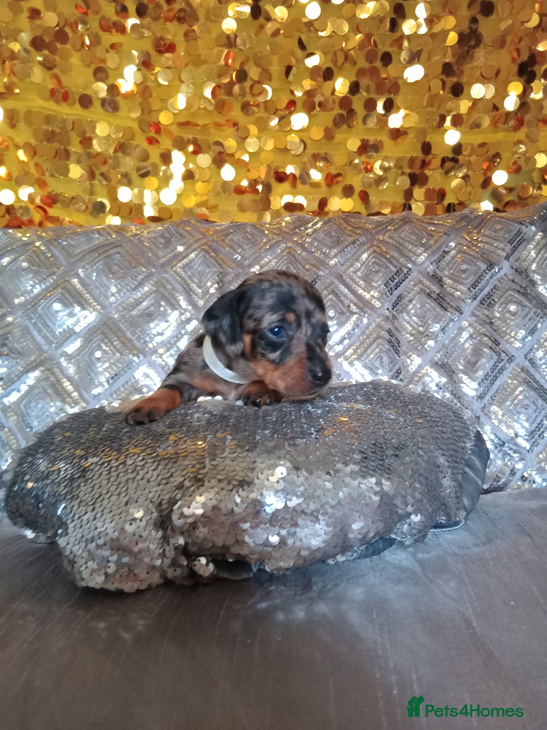 Miniature Dachshund dogs for sale: 7 MINIATURE DUSCHUND PUPPIES 🐶  - Image 12