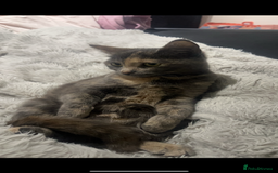 Maine Coon cats for sale: Beautiful kittens for sale  - Image 6