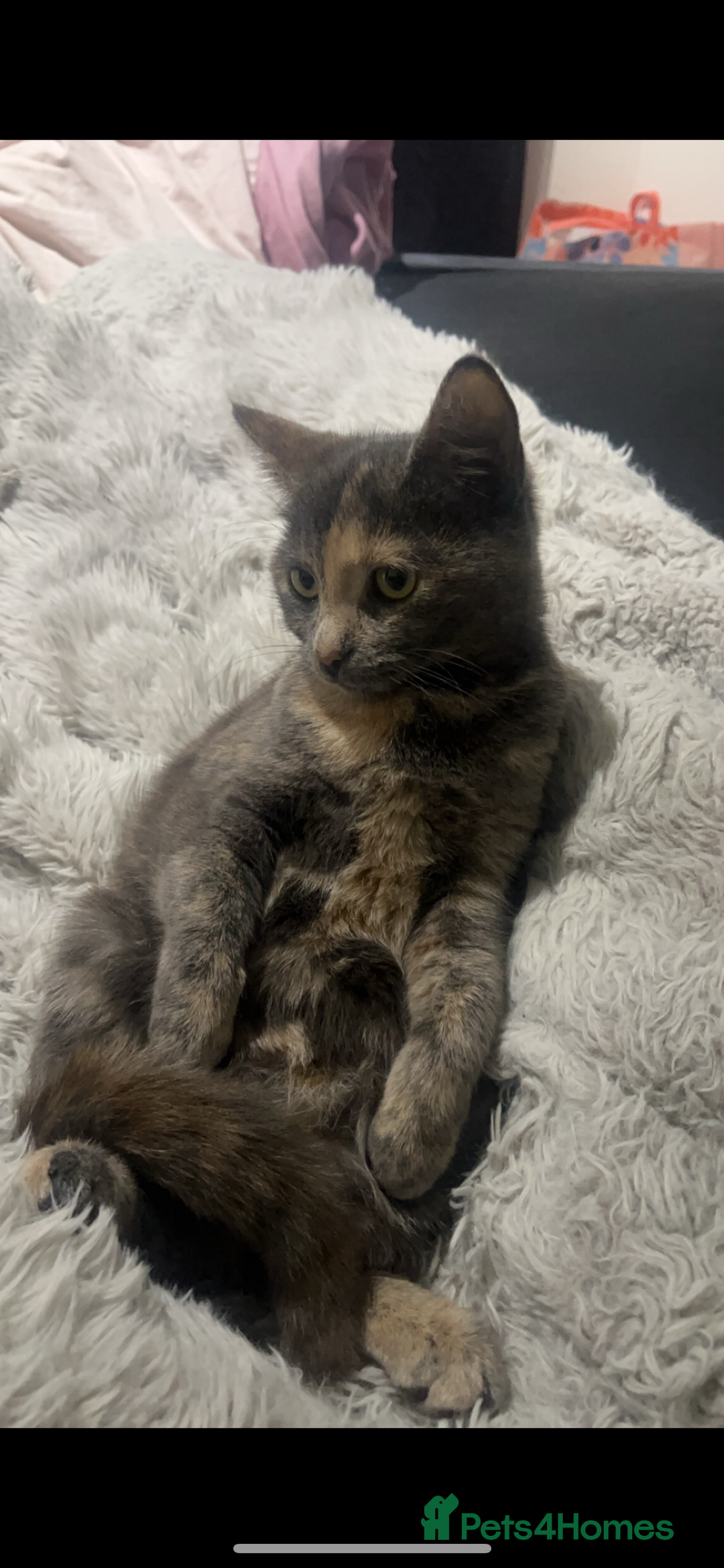 Maine Coon cats for sale: Beautiful kittens for sale  - Image 6