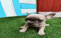 French Bulldog dogs for sale: French bulldog puppies  - Image 5