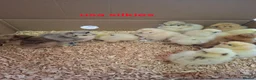 Chickens poultry for sale: Day old chicks, usa silkie, polish, pekin bantams - Advert 2