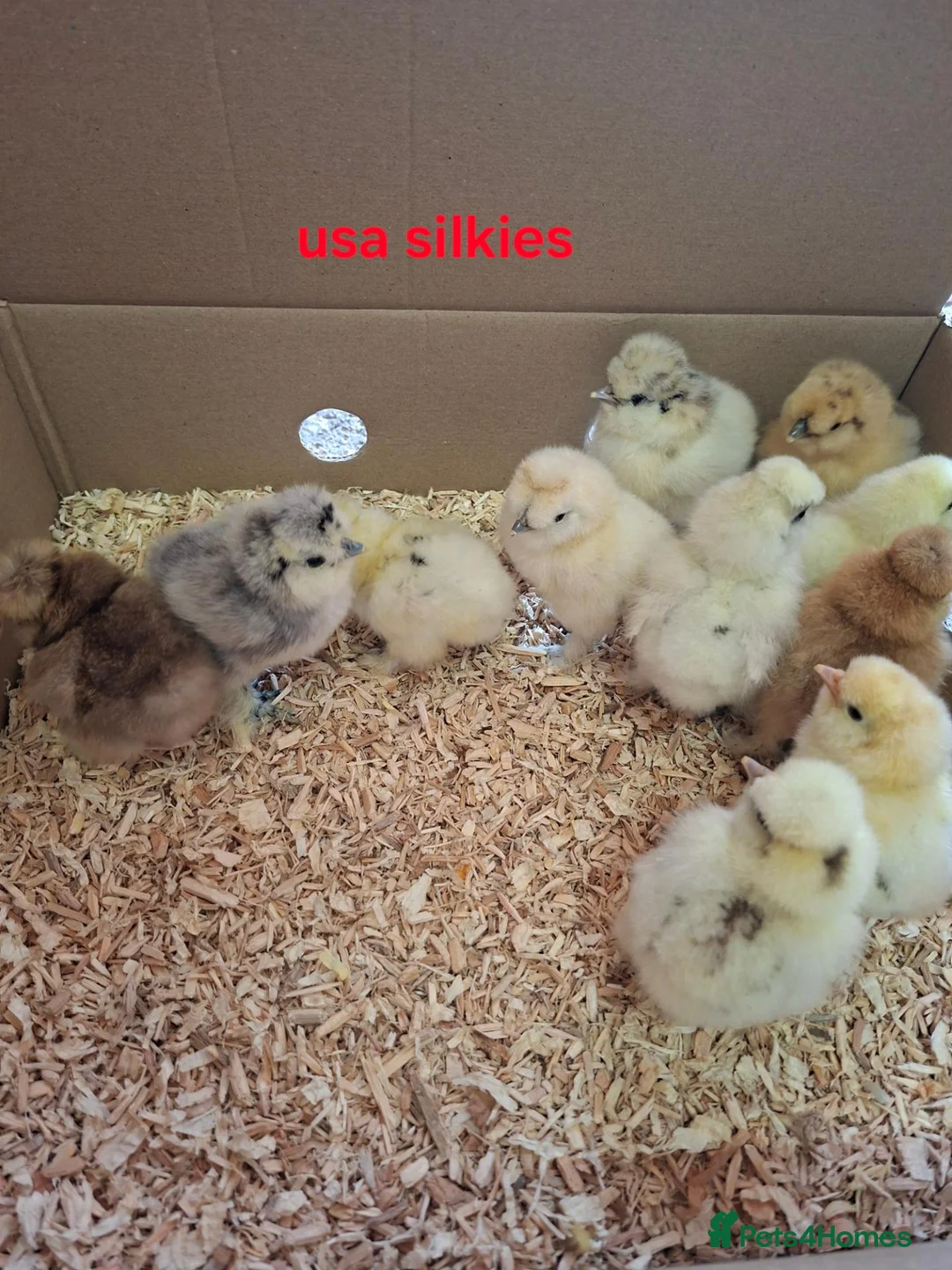 Chickens poultry for sale: Day old chicks, usa silkie, polish, pekin bantams - Advert 2