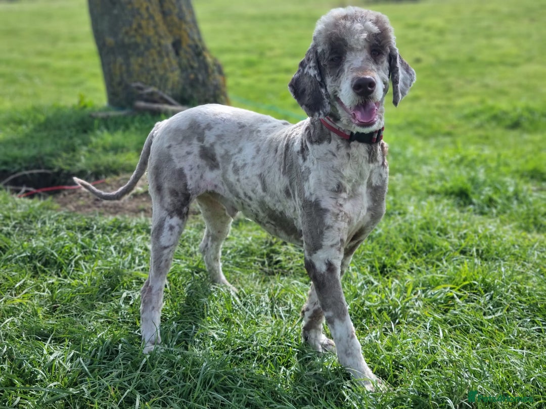 Bernedoodle dogs for sale: F1b Standard Bernedoodle  - Advert 7