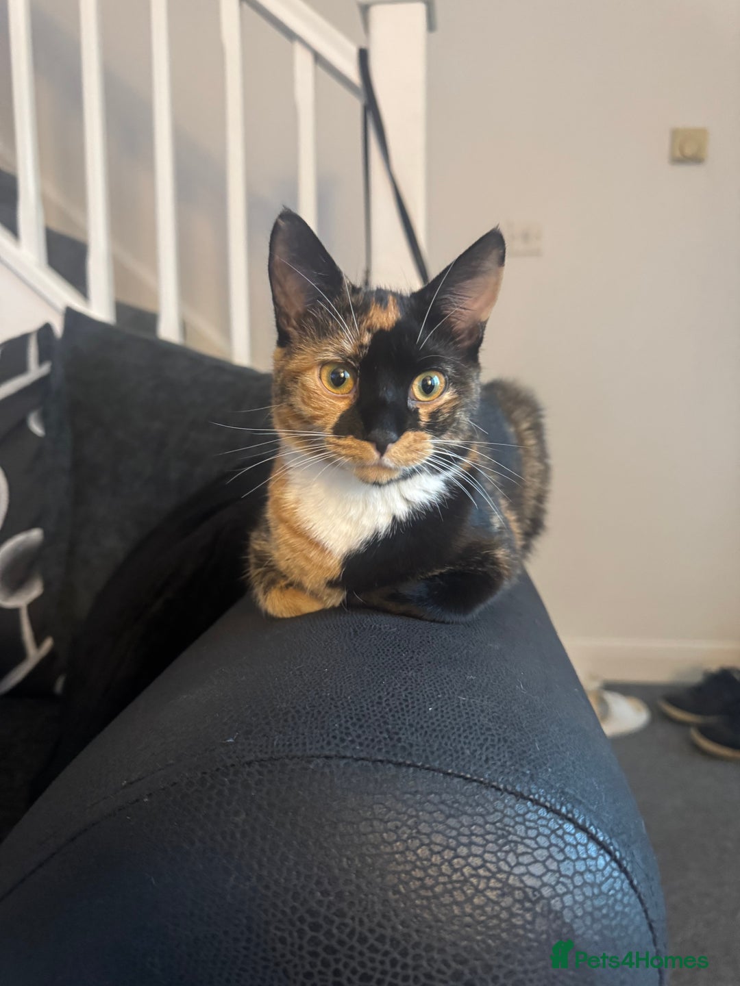 Mixed Breed cats for sale: Kittens  - Image 2