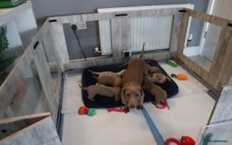 Miniature Dachshund dogs for sale: KC Reg short haired miniature dachshunds - Image 26
