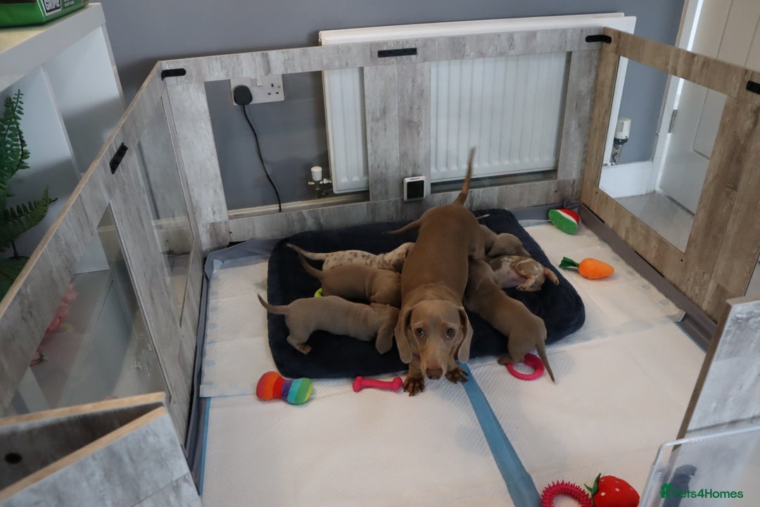 Miniature Dachshund dogs for sale: KC Reg short haired miniature dachshunds - Image 26