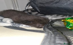 Mixed Breed cats for sale: 2 female kittens - Image 5