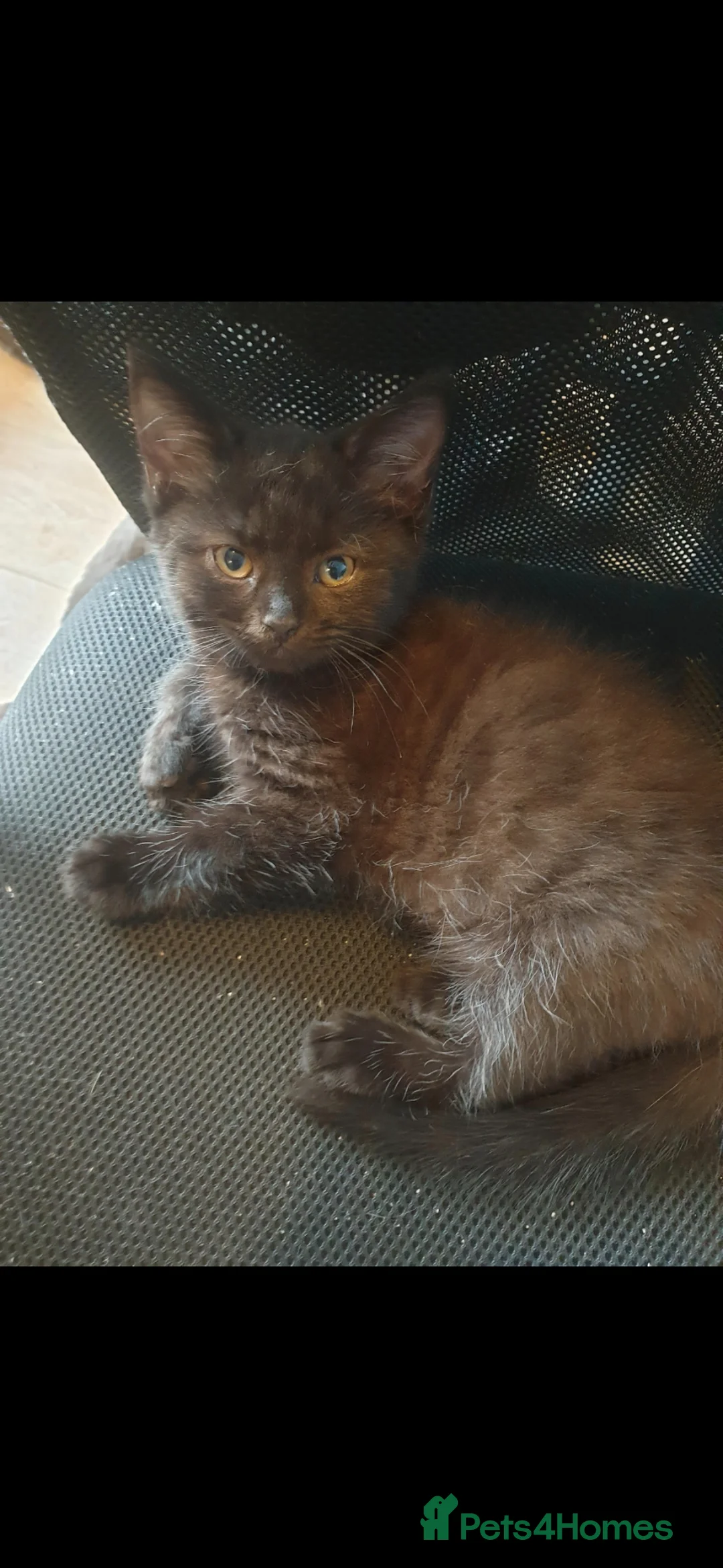 Mixed Breed cats for sale: Mix kiten british shorthair  - Advert 2
