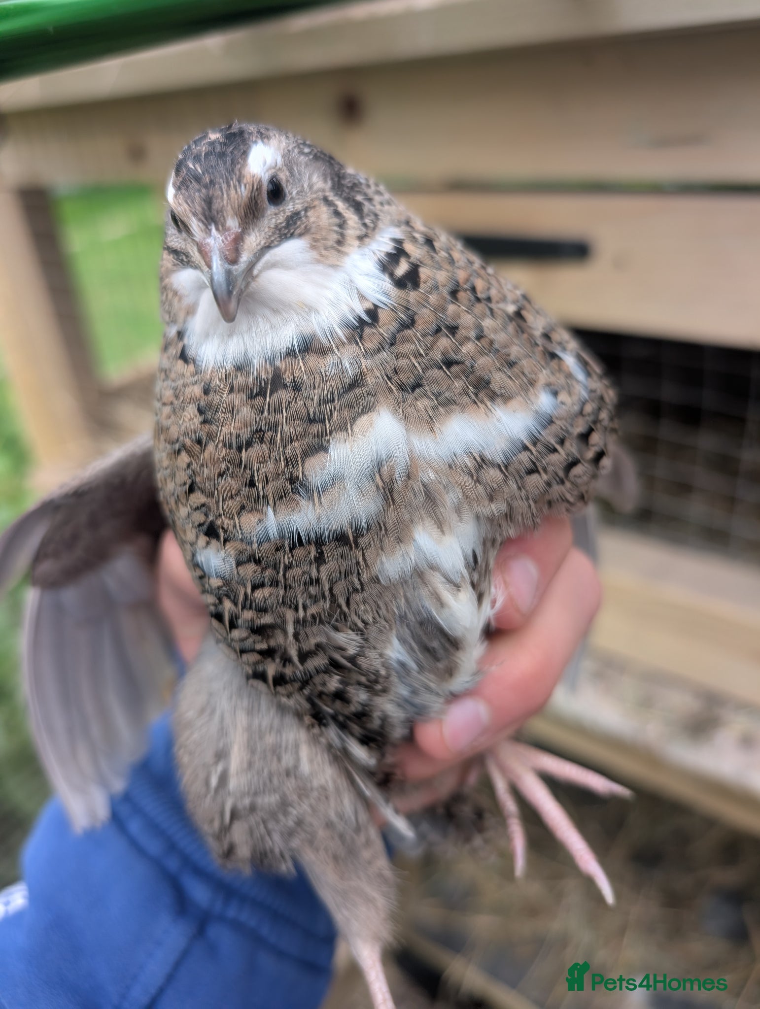 Mixed Breed birds Female Qauil - Advert 15