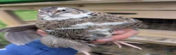 Mixed Breed birds for sale: Female Qauil - Advert 1