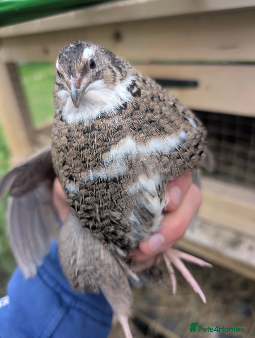 Mixed Breed birds for sale: Female Qauil - Advert 1