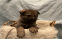 German Shepherd dogs for sale: German Shepard pups - Image 12