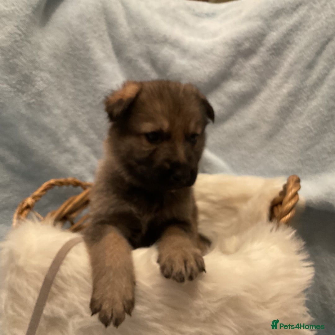 German Shepherd dogs for sale: German Shepard pups - Image 12