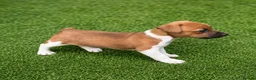 Jack Russell dogs for sale: Pure breed short tail Jackrussell pups  - Advert 7