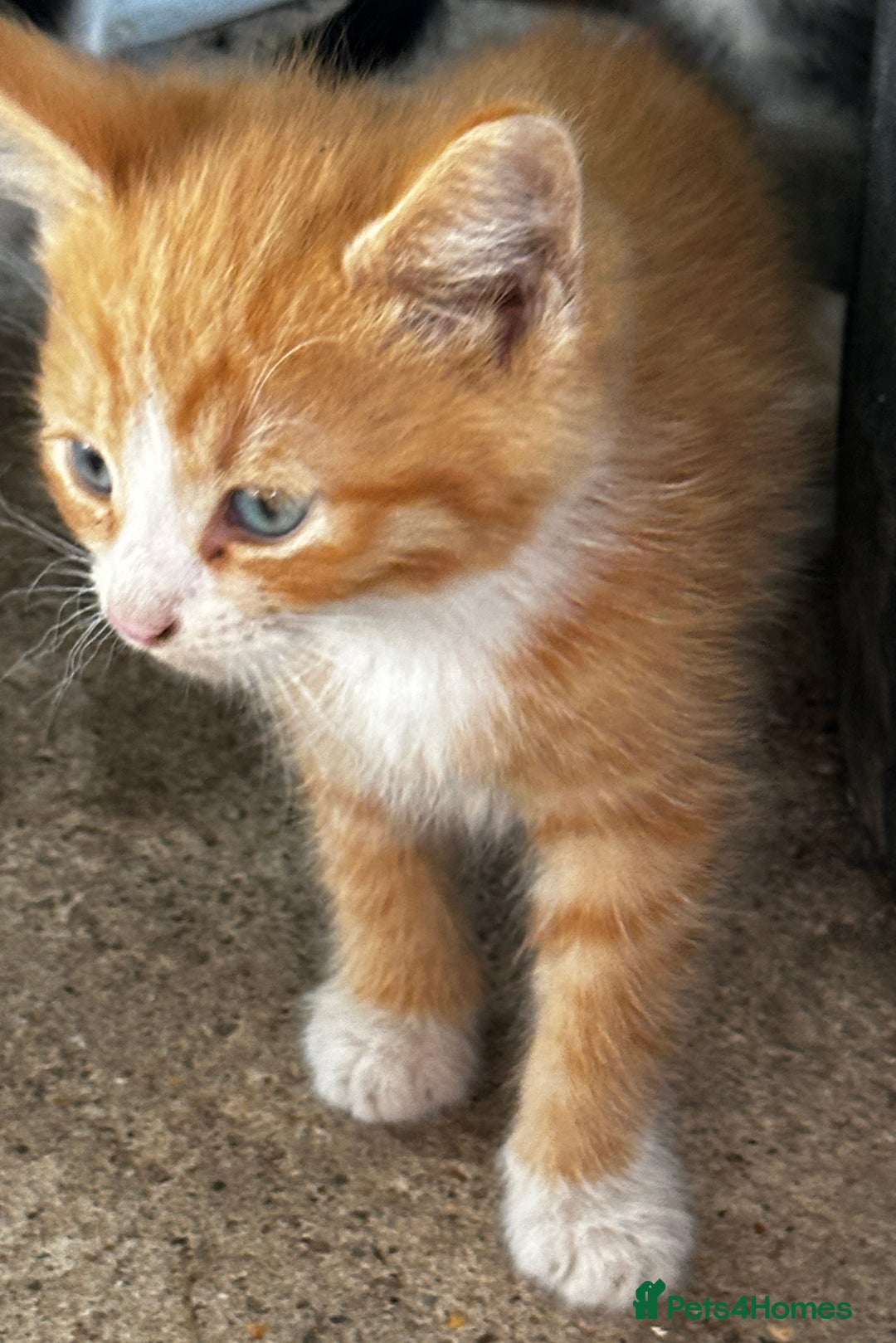 Mixed Breed cats for sale: Beautiful kittens various colours  - Image 3