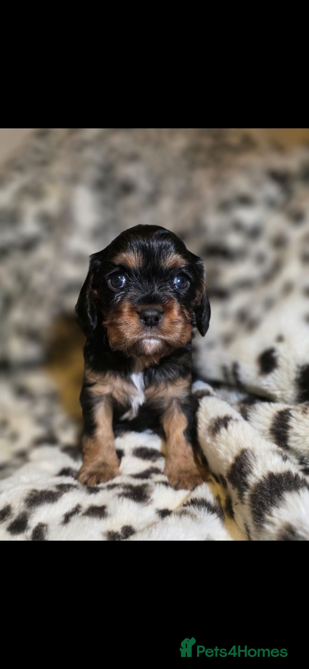 Cavalier King Charles Spaniel dogs for sale: 💫CKC STUNNING PUPPIES HEALTH TESTED 💫 - Advert 8