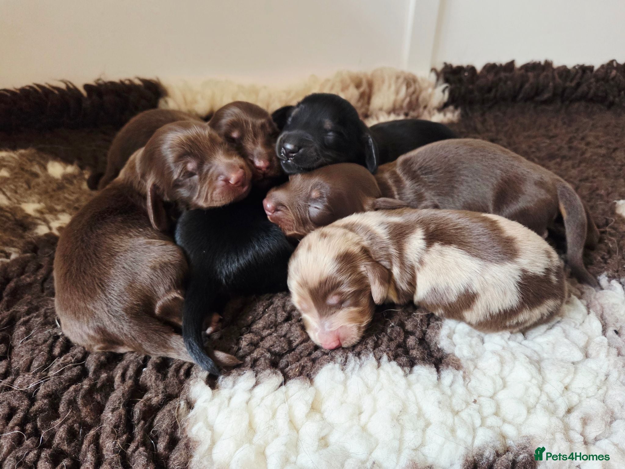 Miniature Dachshund dogs Stunning KC Registered Longhaired Mini Dachshunds - Advert 1
