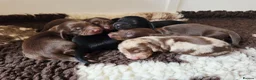 Miniature Dachshund dogs for sale: Stunning KC Registered Longhaired Mini Dachshunds - Advert 1